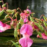 0408K 56 Farbe am Fluss